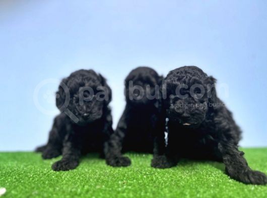 Resmi̇ Üreti̇ci̇den Si̇yah Toy Poodle Yavrular görsel