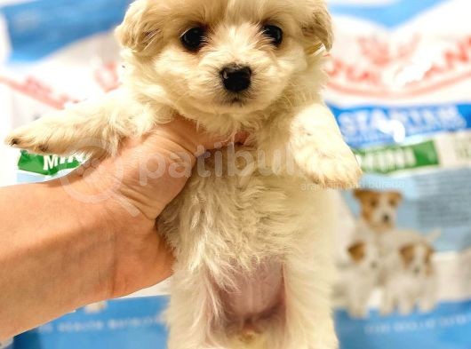 Evden, Elden Teslim Dişi Maltipoo Yavrularımız