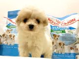 Evden, Elden Teslim Dişi Maltipoo Yavrularımız