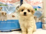 Evden, Elden Teslim Dişi Maltipoo Yavrularımız
