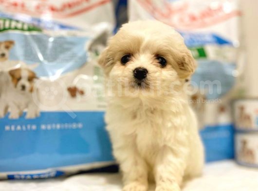 Evden, Elden Teslim Dişi Maltipoo Yavrularımız görsel