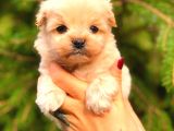 Teacup Malti̇po Üst Kali̇te