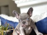 EGZOTİK BLUE FRENCH BULLDOG