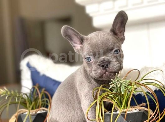 Egzoti̇k Blue French Bulldog görsel