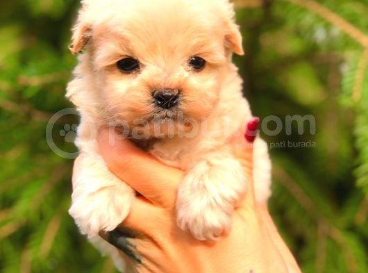 Teacup Malti̇po Üst Kali̇te