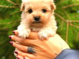 Teacup Malti̇po Üst Kali̇te