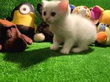 Scottish Fold Yavrularımız..