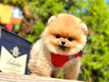 Ayı Surat Pomerian Kızımız