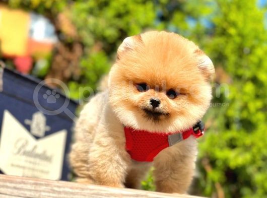 Ayı Surat Pomerian Kızımız görsel