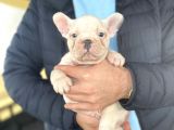 Muhteşem Anatomi̇ French Bulldog Bebeği̇mi̇z