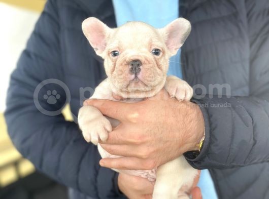 Muhteşem Anatomi̇ French Bulldog Bebeği̇mi̇z görsel