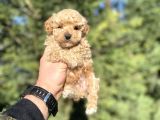 MİNİ BOY POODLE BEBEKLER DİŞİ ERKEK