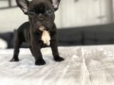 Black Di̇şi̇ Erkek French Bulldog Yavrular