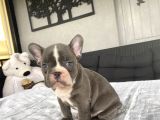 Özel Renk French Bulldog Bebeği̇mi̇z A Kali̇te
