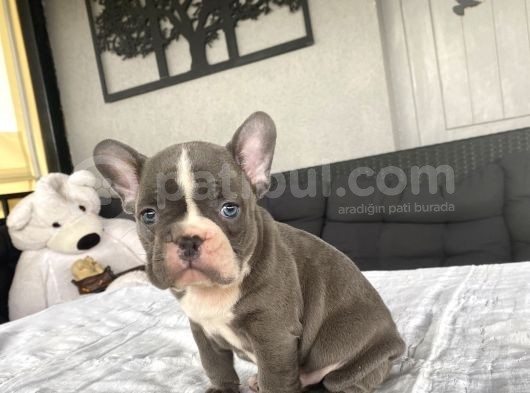 Özel Renk French Bulldog Bebeği̇mi̇z A Kali̇te görsel