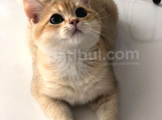 A Kalite Bri̇ti̇sh Shorthai̇r  Golden Yavrular