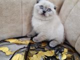 A Kali̇te Safkan Scotti̇sh Fold Bluepoi̇nt Di̇şi̇
