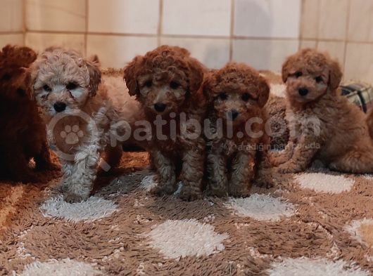 Herkese Her Keseye Toy Poodle Yavrular görsel