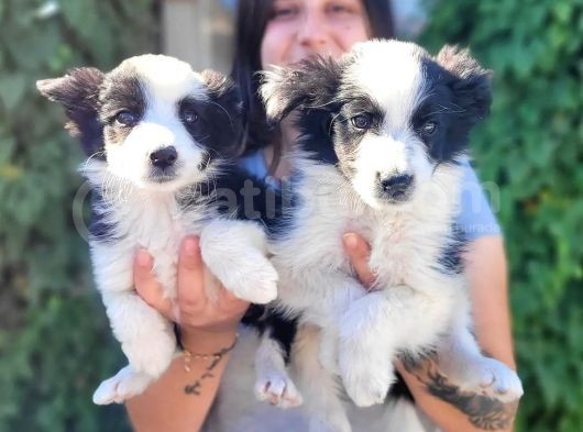 Kahve Ve Siyah Border Collie Yavrular
