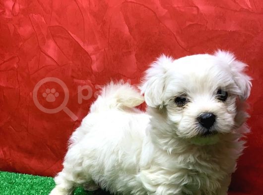 Kar Beyaz Dişi Ve Erkek Maltese Terrıer Yavrularımız görsel