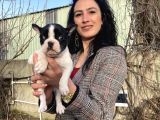 French Buldog Yavrularım Sağlık Ve Irk Garantili