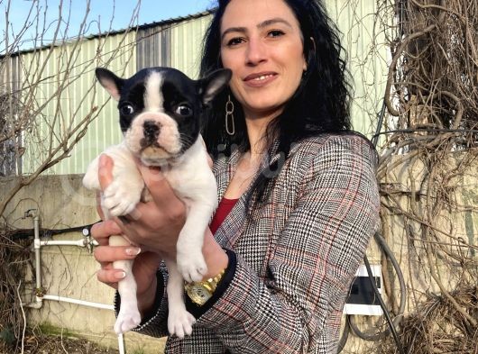 French Buldog Yavrularım Sağlık Ve Irk Garantili görsel