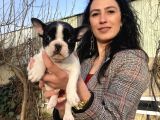 French Buldog Yavrularım Sağlık Ve Irk Garantili