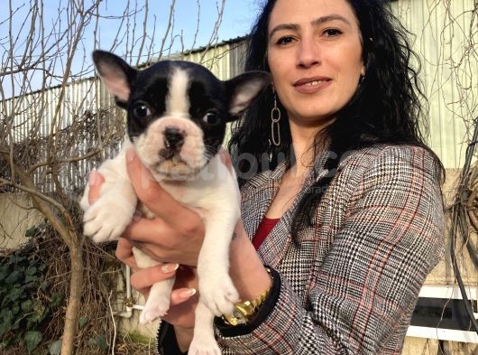French Buldog Yavrularım Sağlık Ve Irk Garantili görsel