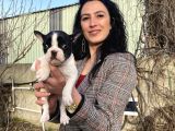 French Buldog Yavrularım Sağlık Ve Irk Garantili