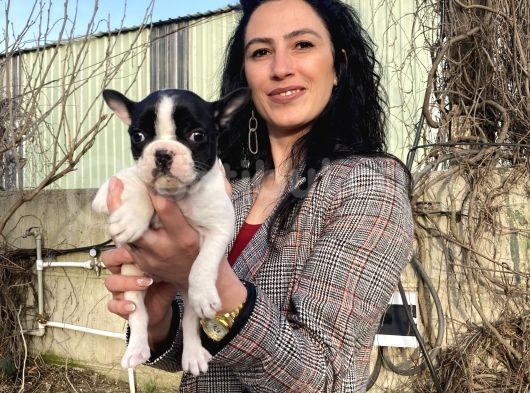 French Buldog Yavrularım Sağlık Ve Irk Garantili görsel