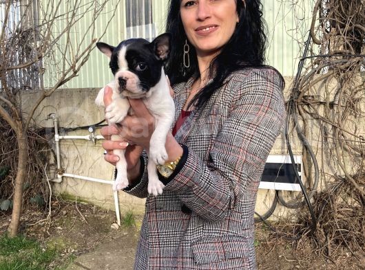 French Buldog Yavrularım Sağlık Ve Irk Garantili görsel