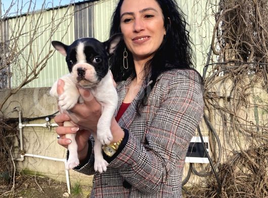 French Buldog Yavrularım Sağlık Ve Irk Garantili