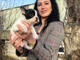 French Buldog Yavrularım Sağlık Ve Irk Garantili