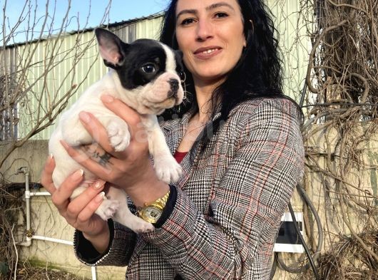 French Buldog Yavrularım Sağlık Ve Irk Garantili görsel