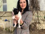 French Buldog Yavrularım Sağlık Ve Irk Garantili