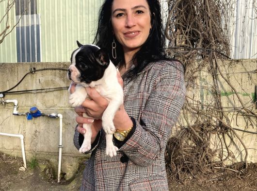 French Buldog Yavrularım Sağlık Ve Irk Garantili görsel
