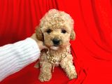 Orji̇nal Malti̇po Yavru