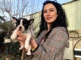 French Buldog Yavrularım Sağlık Ve Irk Garantili