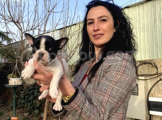 French Buldog Yavrularım Sağlık Ve Irk Garantili görsel