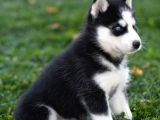 Si̇bi̇rya Kurdu Husky Yavrularimiz