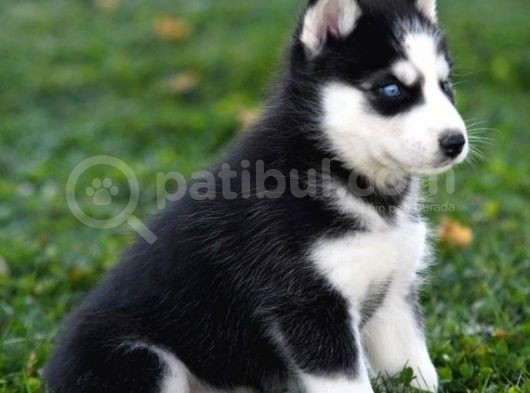 Si̇bi̇rya Kurdu Husky Yavrularimiz görsel