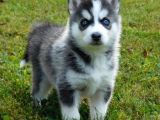 Si̇bi̇rya Kurdu Husky Yavrularimiz