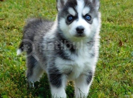 Si̇bi̇rya Kurdu Husky Yavrularimiz görsel