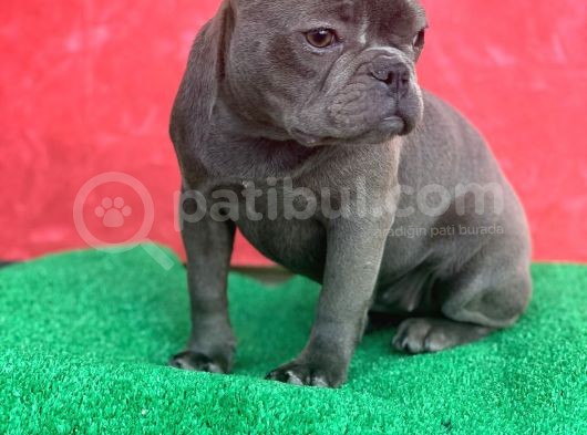 Güzeller Güzeli Dişi French Bulldog Blue Yavrumuz görsel