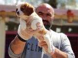 Cavali̇er Ki̇ng Charles Yavrusu