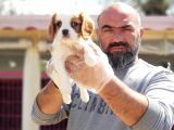 Cavali̇er Ki̇ng Charles Yavrusu