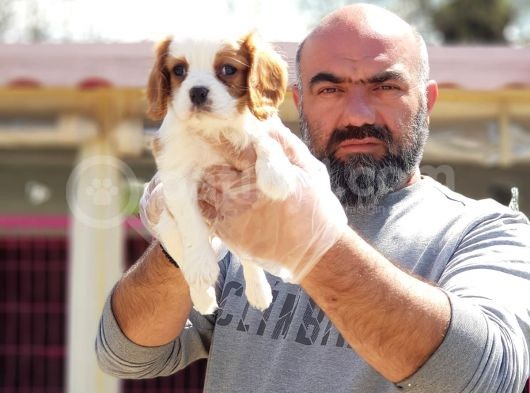 Cavali̇er Ki̇ng Charles Yavrusu görsel