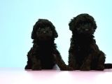 Toy Poodle Yavrusu