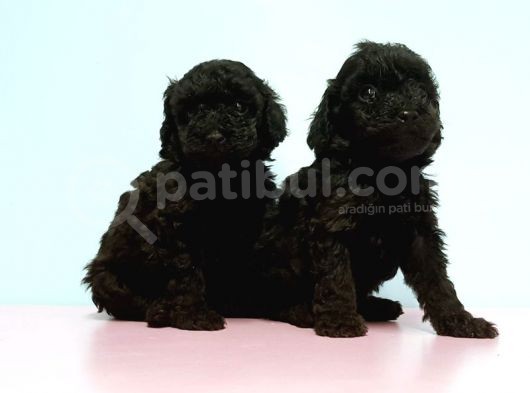Toy Poodle Yavrusu görsel
