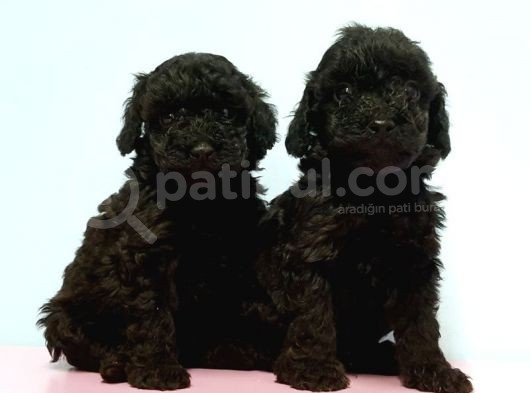Toy Poodle Yavrusu görsel